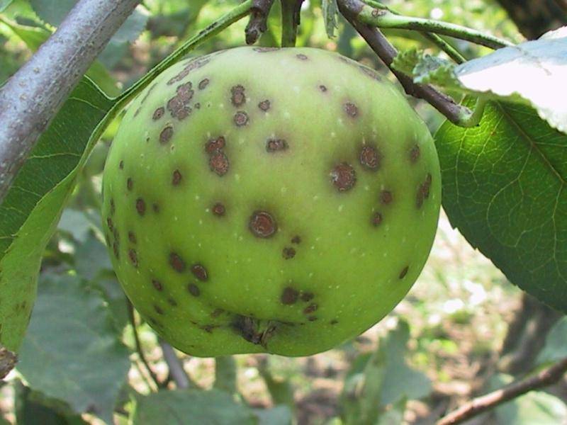 Что делать, если любимая яблоня не плодоносит