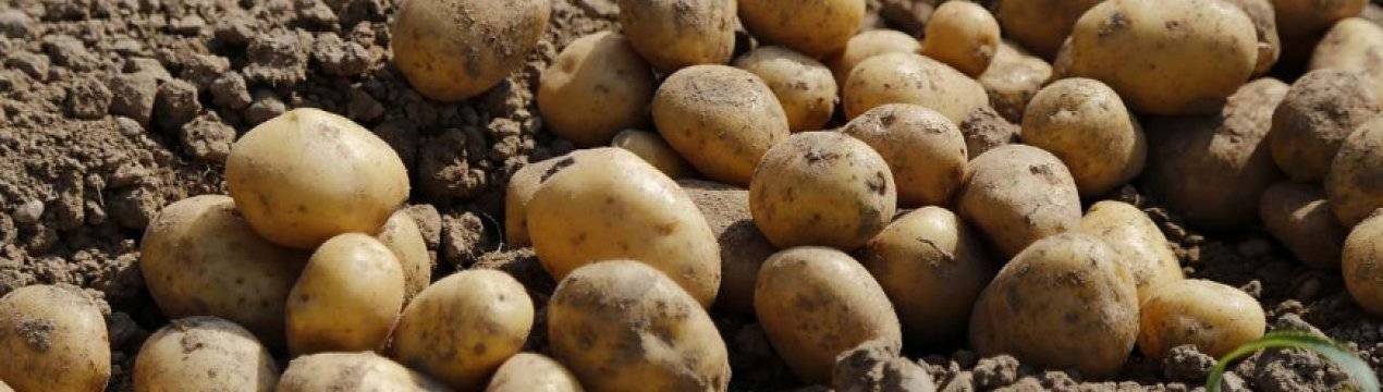Посадка картофеля в июне: все плюсы и минусы данного способа выращивания