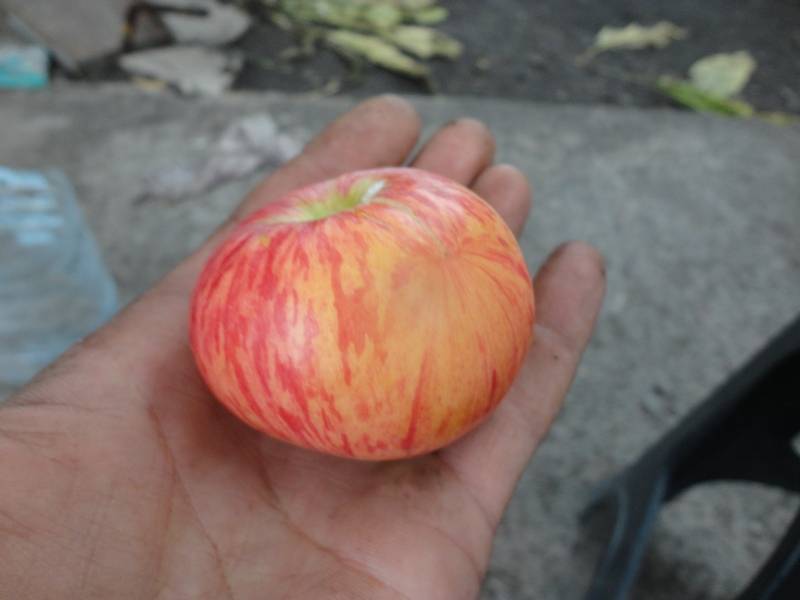 Отличный сорт для приготовления джемов и варенья — яблоня медуница
