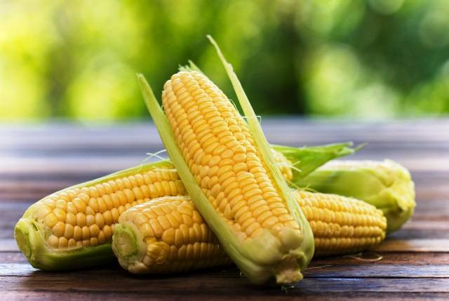 Как вырастить кукурузу лучше, чем у соседа – инструкция от а до я!