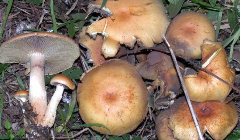 Ядовитый ложноопёнок серно-жёлтый — опасный гриб-двойник съедобных опят