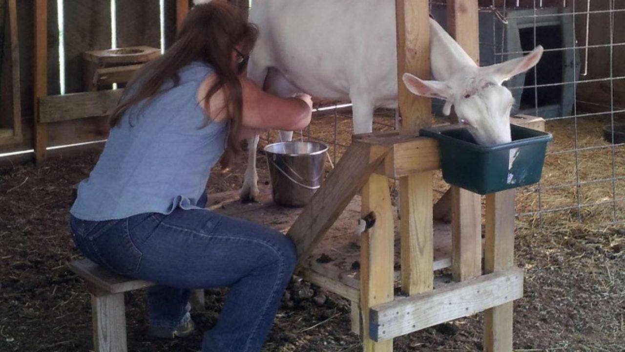 Сколько молока дает коза в сутки, когда начинать доить, повышение удоя