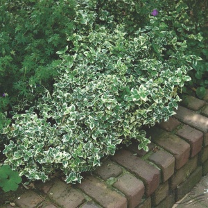 Бересклет форчуна – роскошное украшение летнего сада