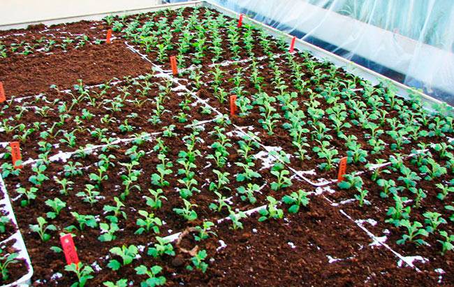 Выращивание хризантемы на срез в теплице