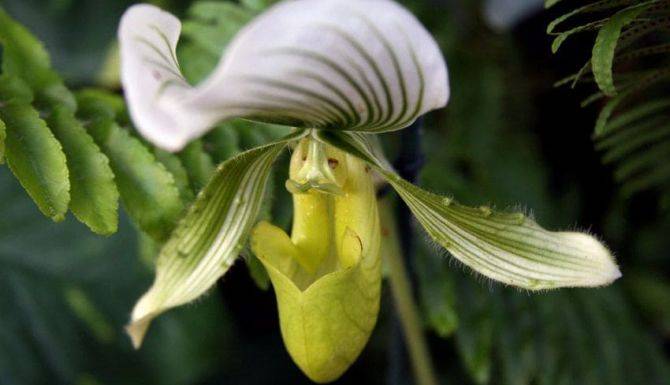 Цветок венерин башмачок крупноцветковый фото и описание уход за растением
