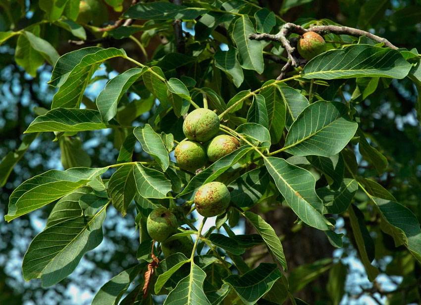Обработка деревьев весной от вредителей и болезней. рецепты для 8 плодово — ягодных растений.