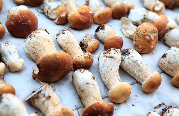 Как солить белые грибы на зиму: простые рецепты домашних заготовок