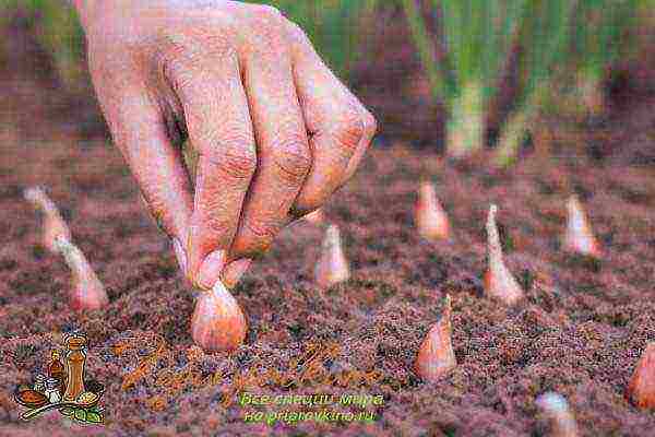 Выращивание капусты по лунному календарю в 2020 году