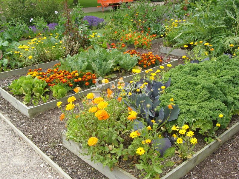 Таблица совместимости растений в саду и огороде