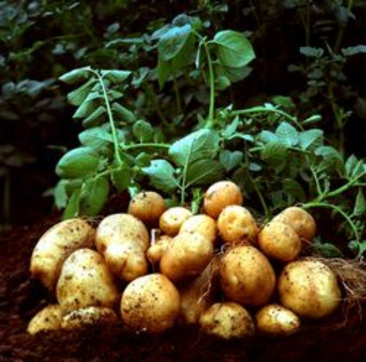 Что посадить после картошки: правильный севооборот