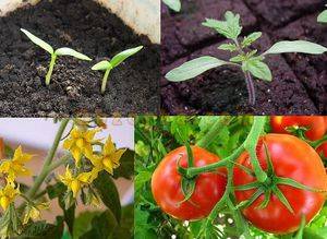 Когда у различных растений наступает период вегетации, в который лучше всего проводить опрыскивание