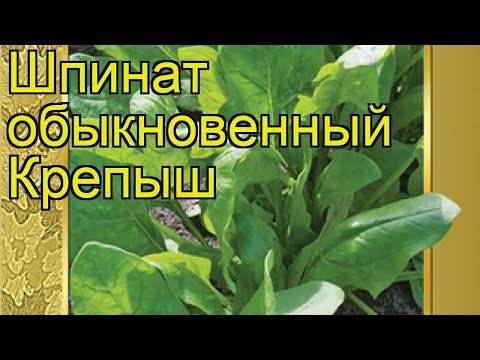 Как вырастить шпинат дома на подоконнике?