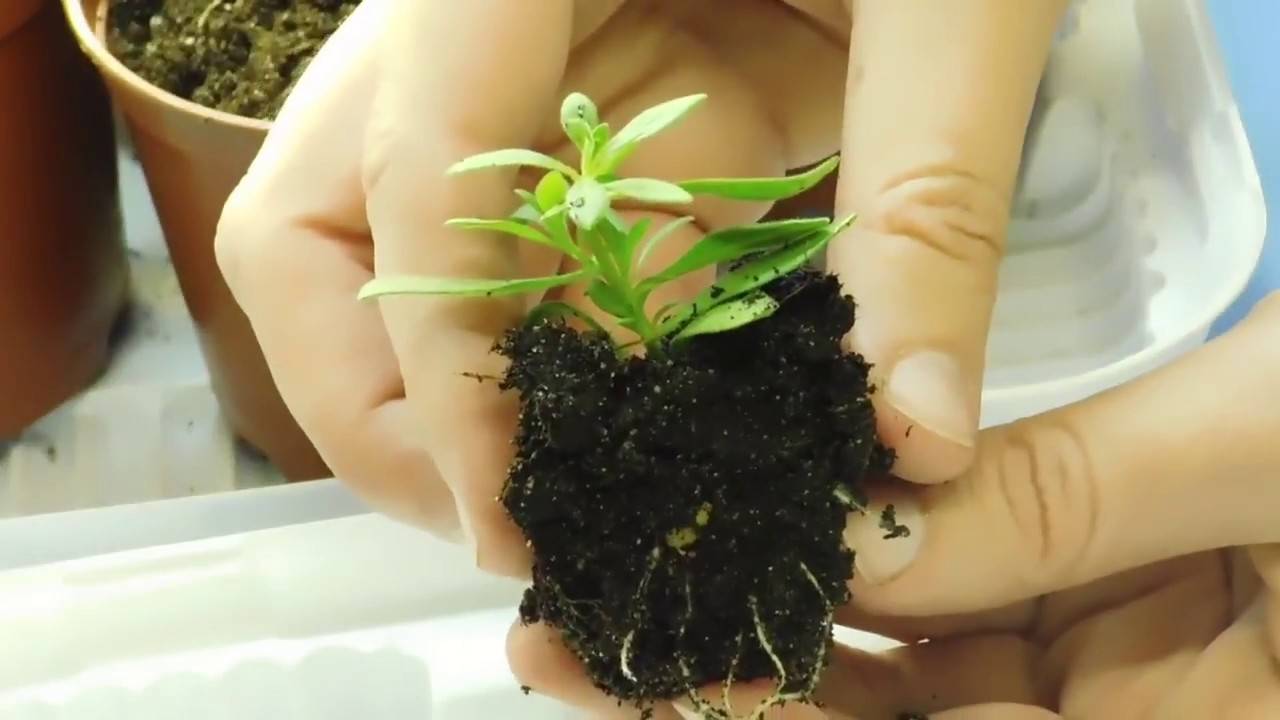 Черенкование калибрахоа как способ зимнего сохранения растений