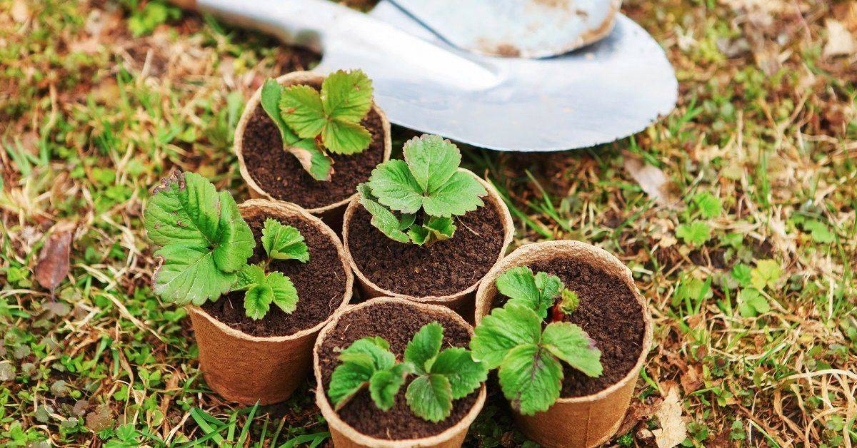 Клубника из семян: выращивание, дачные хитрости