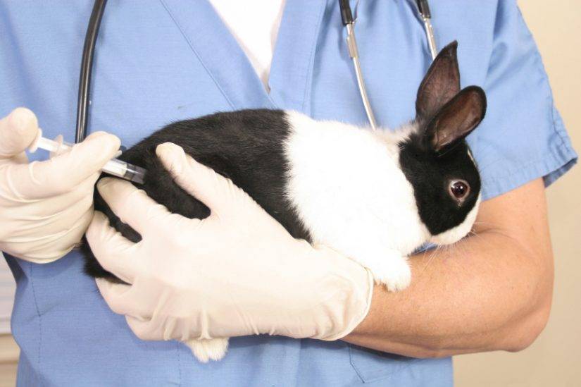 Кокцидиоз: симптомы и лечение у кроликов