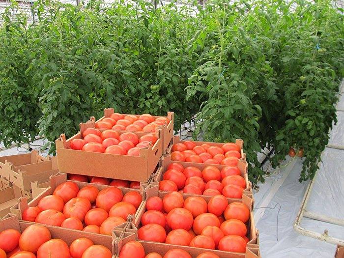 Как обработать семена помидоров перед посадкой