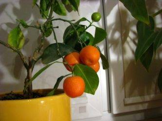 Сложно ли вырастить мандариновое дерево в домашних условиях?