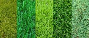 Как выбрать семена травы для газона