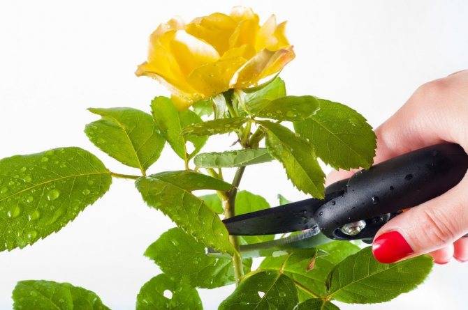 Чем и как нужно поливать розу в горшке? правила орошения комнатного растения