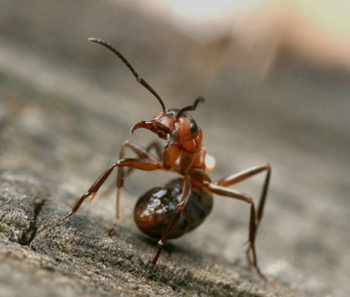 Как избавиться от муравьев в теплице самостоятельно и навсегда