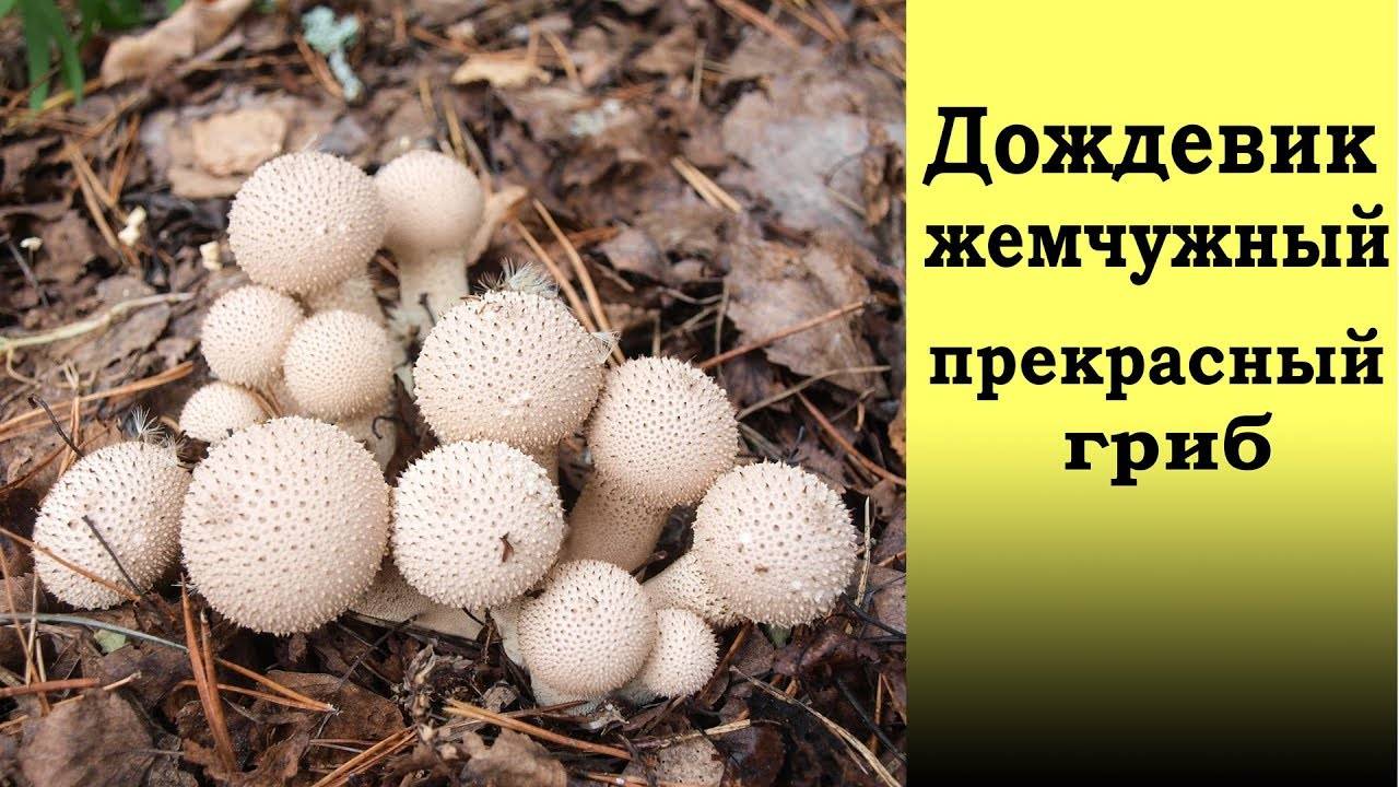 Гриб дождевик — описание, виды, особенности, полезные свойства и кулинарная ценность необычного гриба.