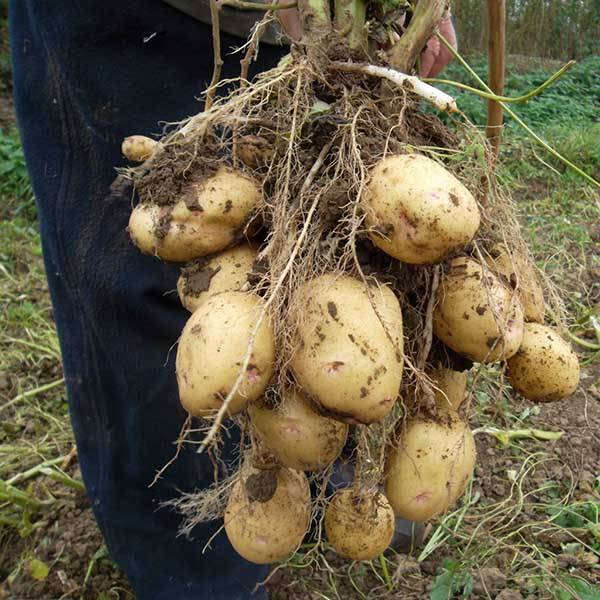 Длинные ростки у посадочного картофеля — что делать? совет профессионала