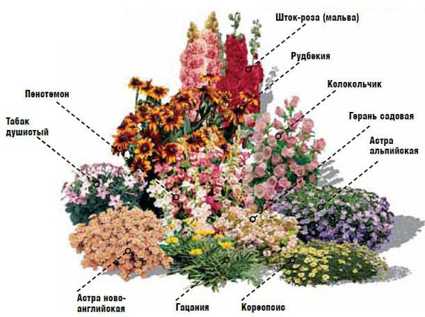 Цветы для клумбы: однолетние и многолетние растения