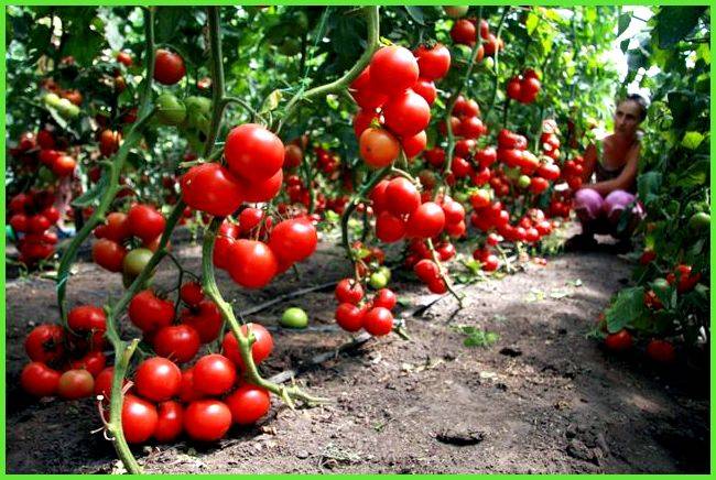 Сорта томатов для ленинградской области: особенности выращивания в теплице