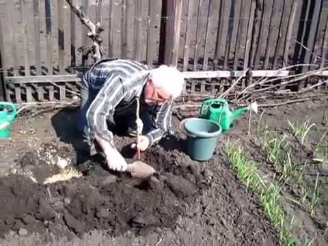 Как посадить малину весной, чтобы она дала изумительный урожай