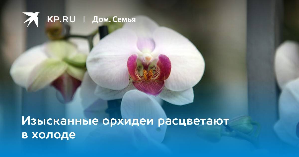 Основной вопрос: можно ли сажать орхидею в непрозрачный горшок?