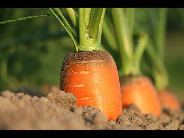 Сажаем морковь: как обойтись без прореживания