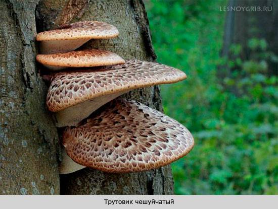 Эти загадочные ксилотрофы — знакомимся с древесными грибами