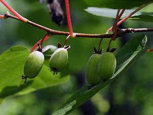 Ягода актинидия  (actinidia): описание, фото и секреты выращивания