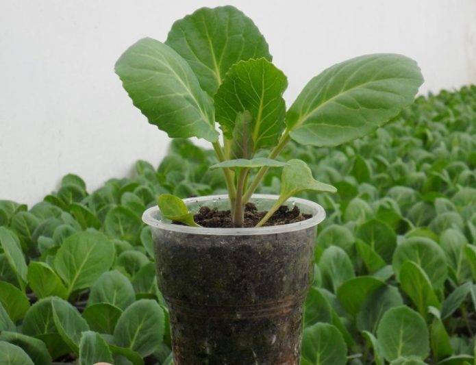 Выращивание рассады брюссельской капусты дома: откроем все секреты