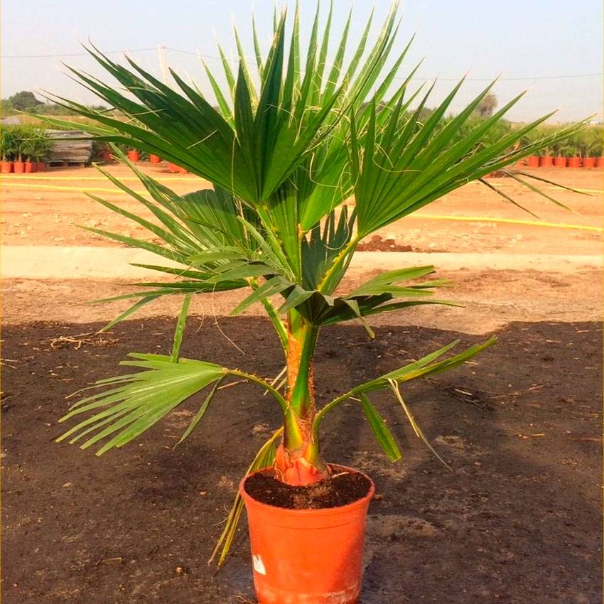 Пальма вашингтония: описание и выращивание
