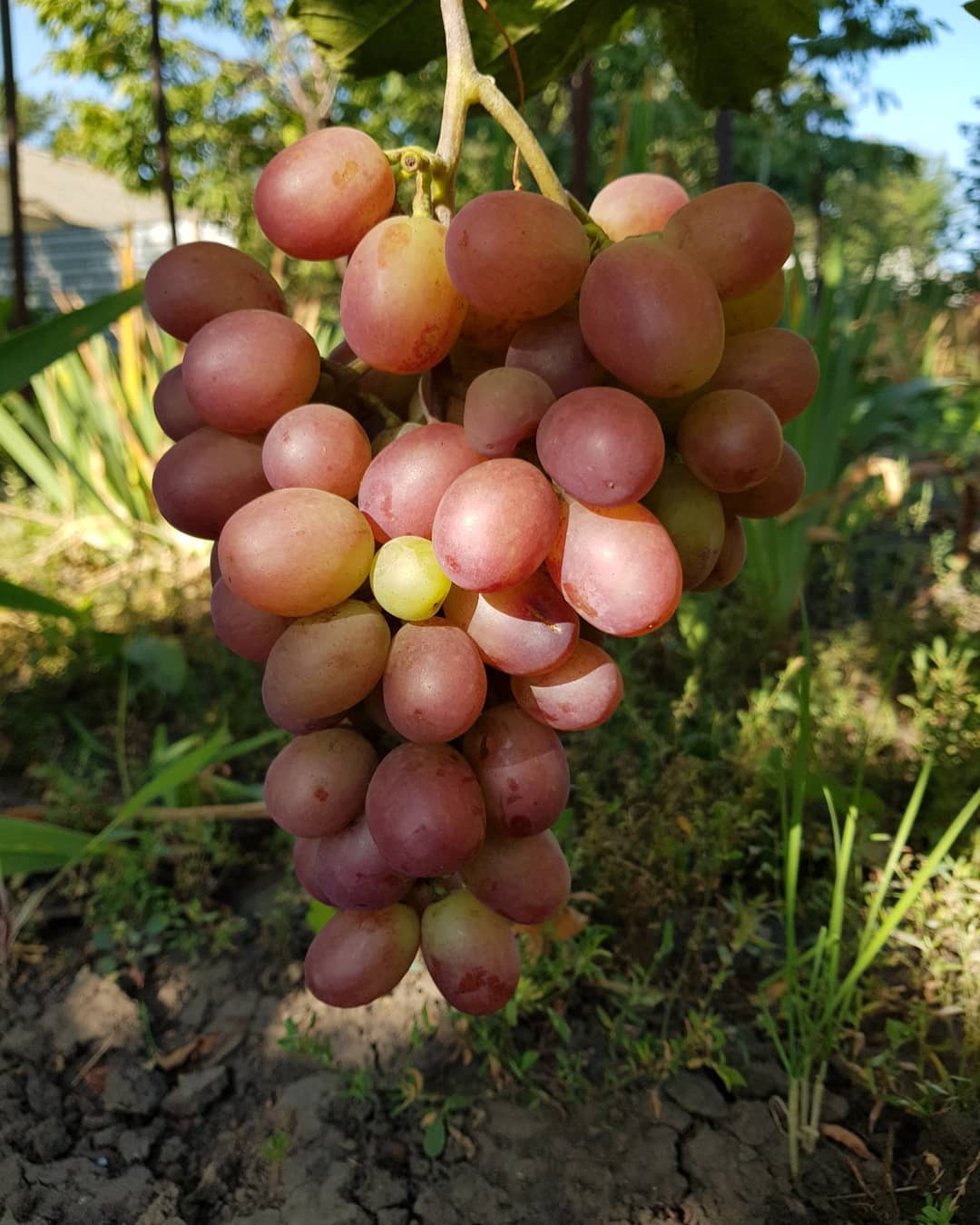 Сорт винограда преображение — фото и описание нового урожайного гибрида