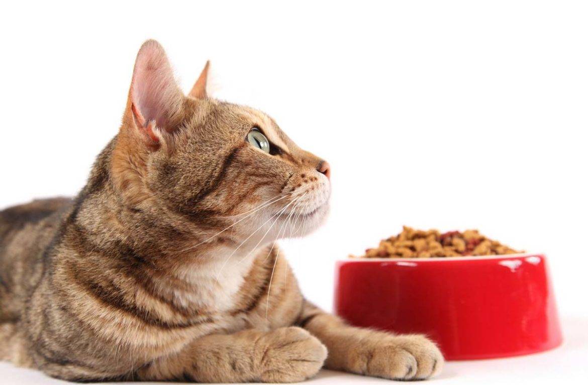 Корм роял канин для котят – полноценное питание в любом возрасте