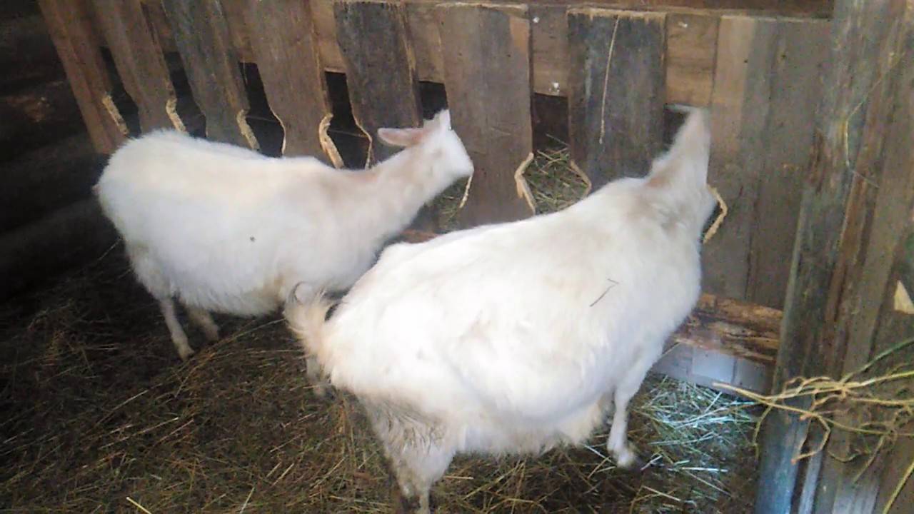 Кормушки для коз своими руками под сено и другие корма