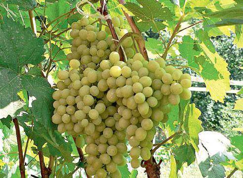 Особенности выращивания винограда на урале