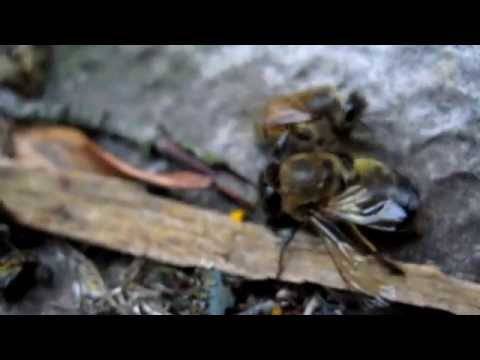 Трутень — это пчела мужского рода