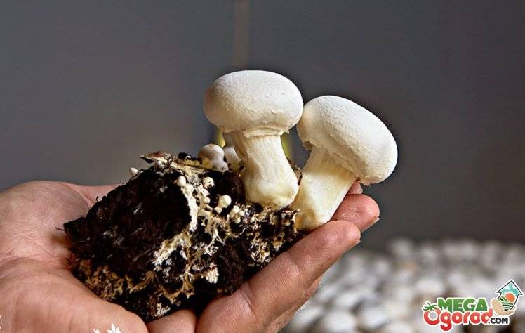Как вырастить грибы шампиньоны дома