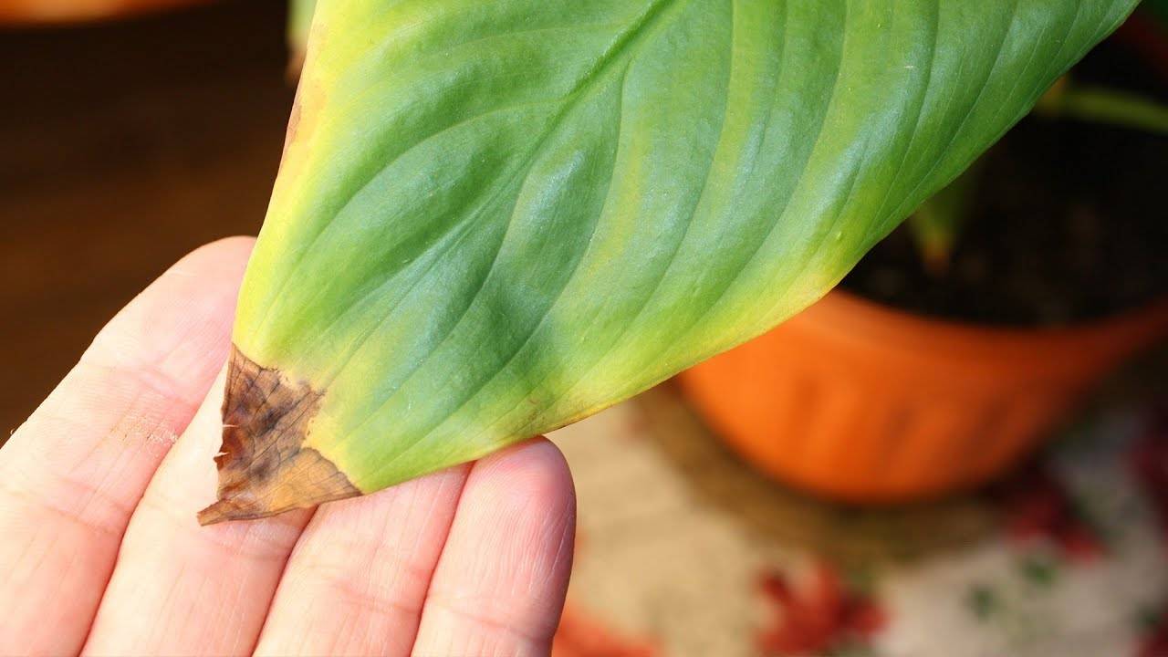 Как помочь спатифиллуму, если начинают желтеть листья?