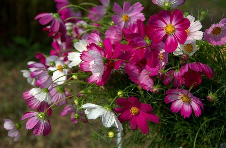 Цветок космея: воздушные цветы космической красоты