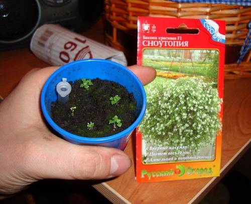 Бакопа: выращивание из семян, фото, посадка и уход в домашних условиях