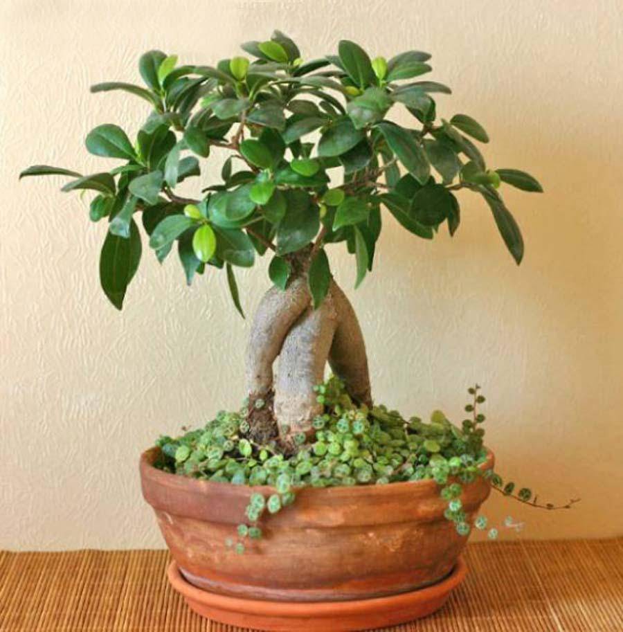 Как вырастить миниатюрное дерево в домашних условиях: все об искусстве бонсай