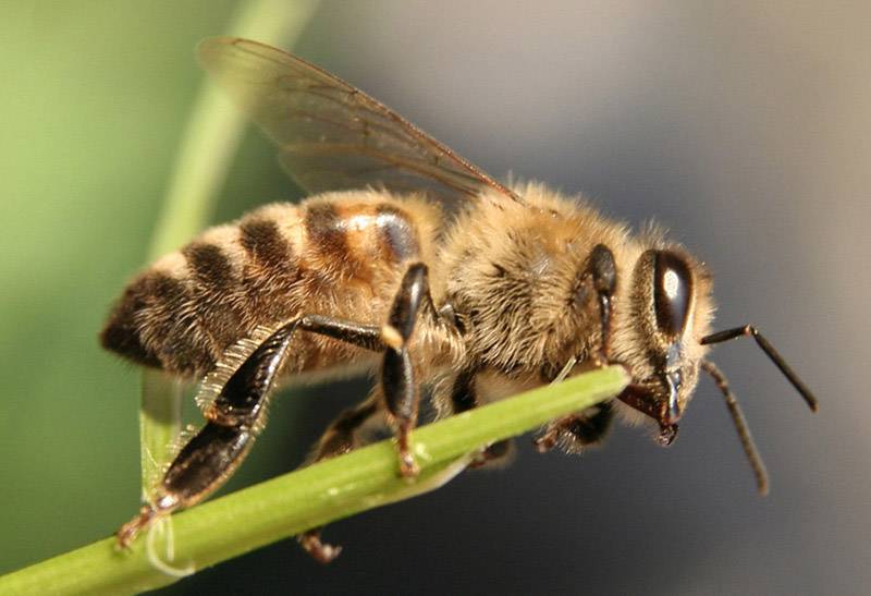 Какую роль выполняют трутни в пчелиной семье