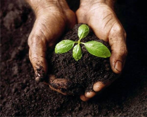 Чем обеззаразить почву в огороде — популярные методы и средства для обработки дачного участка