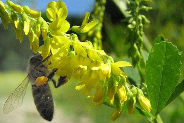 Зная медоносные травы для пчел, можно стабильно получать хороший взяток