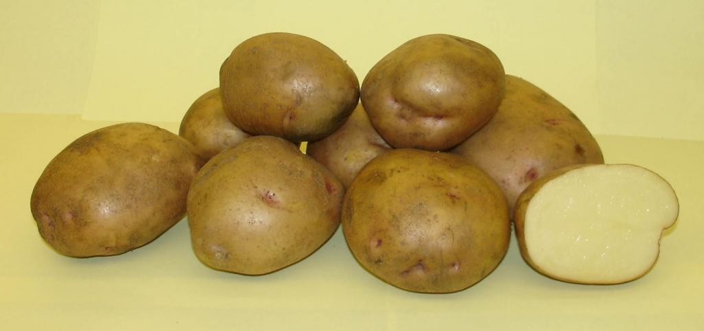 Как получить два урожая молодой картошки в средней полосе