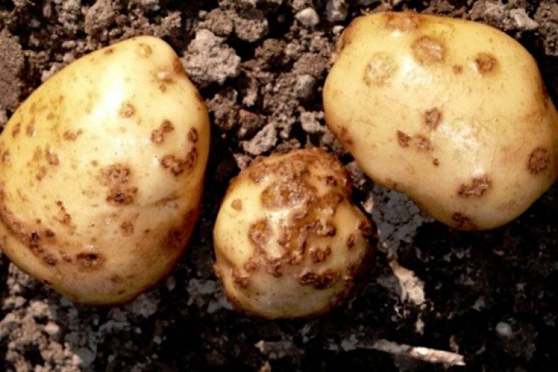 Как бороться с паршой на картофеле: признаки, описание, методы лечения и профилактики